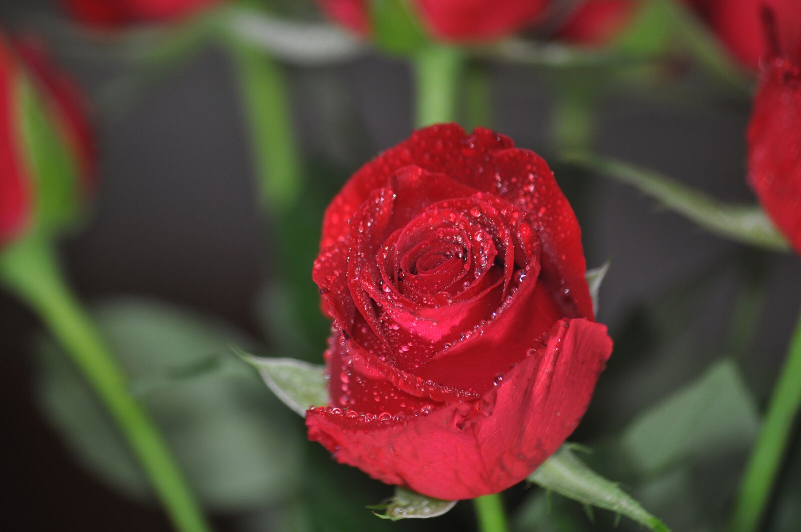 Nikon D90 sample photo. Flower, blossom, nature photography