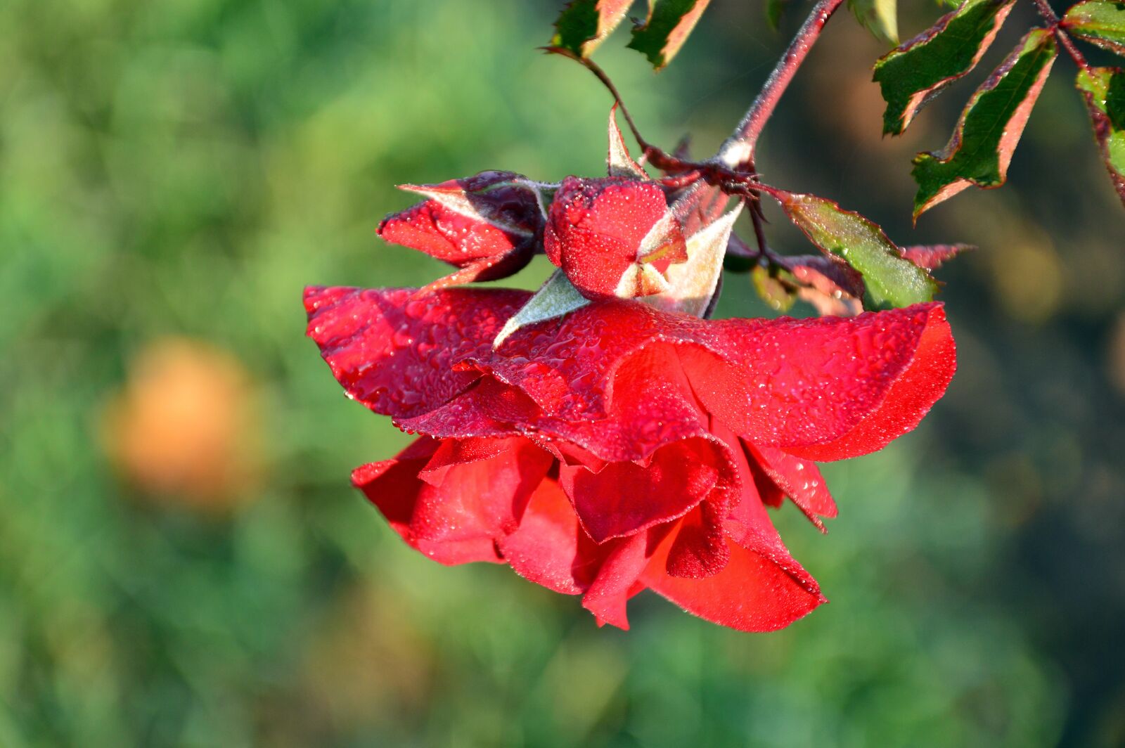 Nikon D3200 sample photo. Rose, blossom, bloom photography