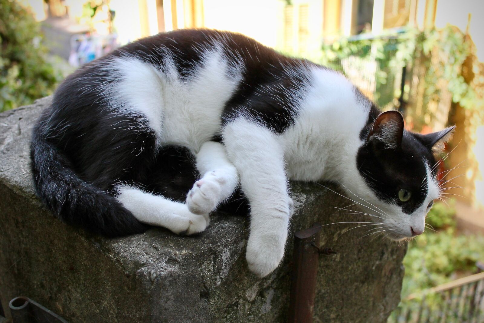 Canon EOS 1100D (EOS Rebel T3 / EOS Kiss X50) sample photo. Cat, kitten, cute photography