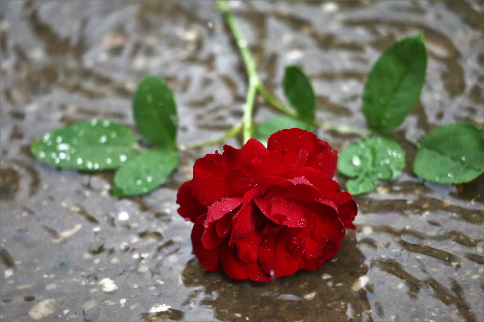 Canon EF 70-300 F4-5.6 IS II USM sample photo. Red rose in rain photography