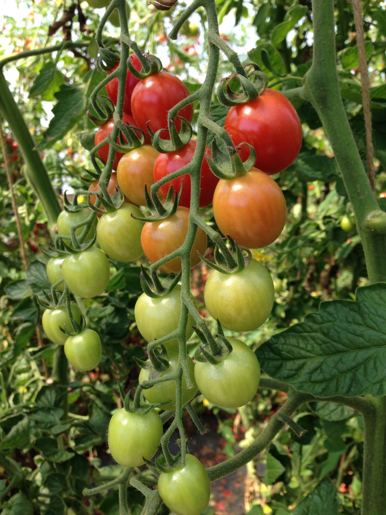 Apple iPhone 5 sample photo. Tomato, garden, plant photography