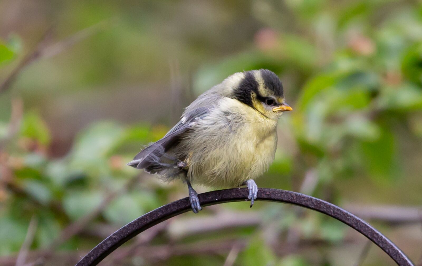 Canon EOS 5D Mark III sample photo. Fledgling blue tit, baby photography
