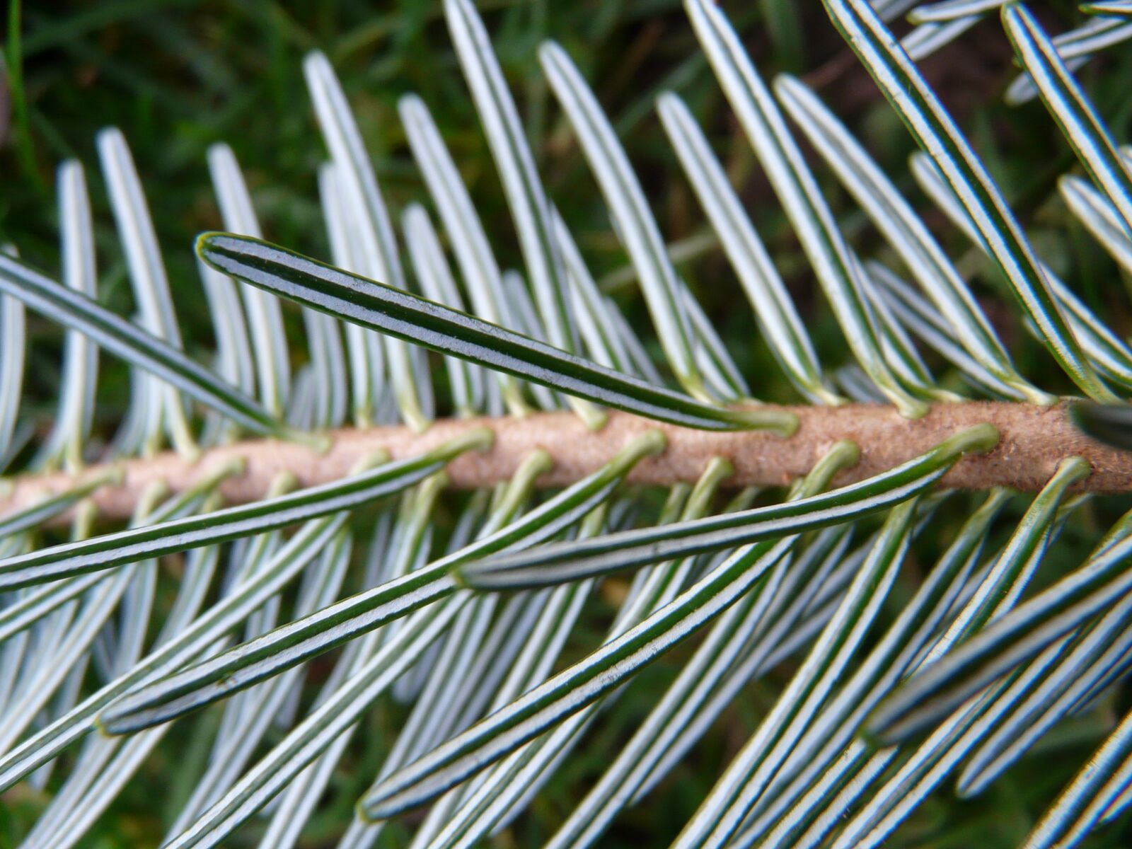 Panasonic DMC-FZ18 sample photo. Tannenzweig, pine needles, fir photography