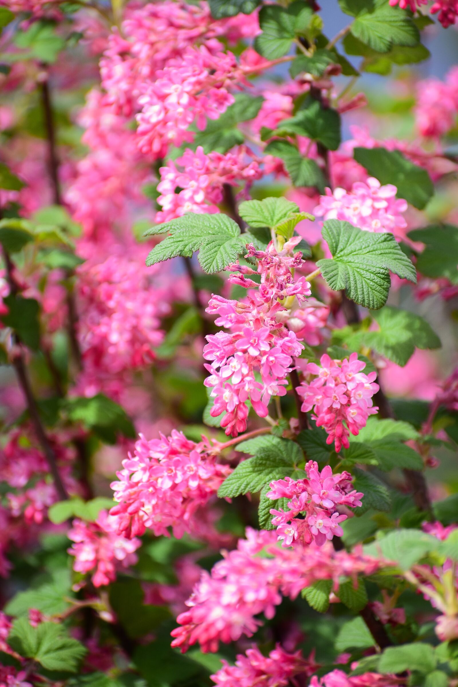 Nikon D3400 sample photo. Nature, blossom, summer photography