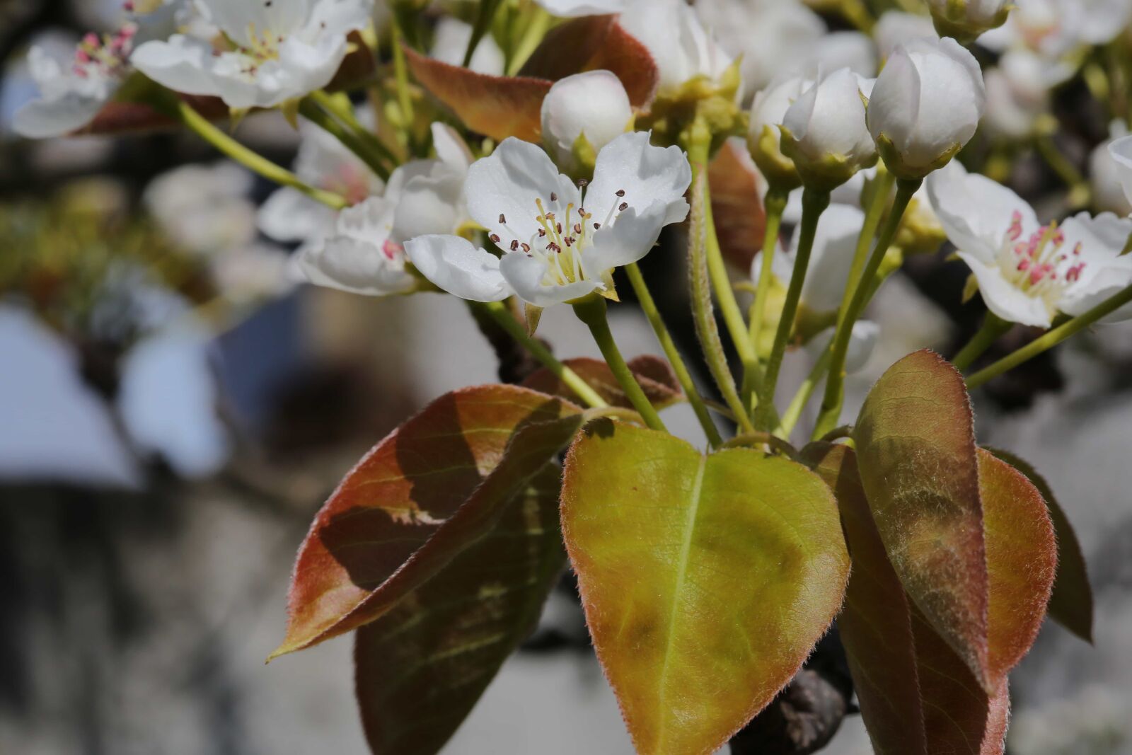 Canon EF 100mm F2.8 Macro USM sample photo. Branch, spring, tree, leaf photography