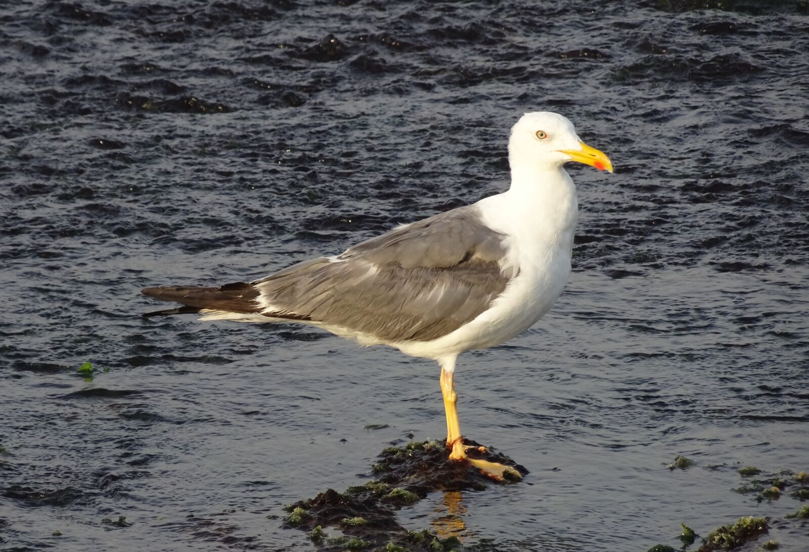 Sony Cyber-shot DSC-HX90V sample photo. Gull, bird, seagull photography