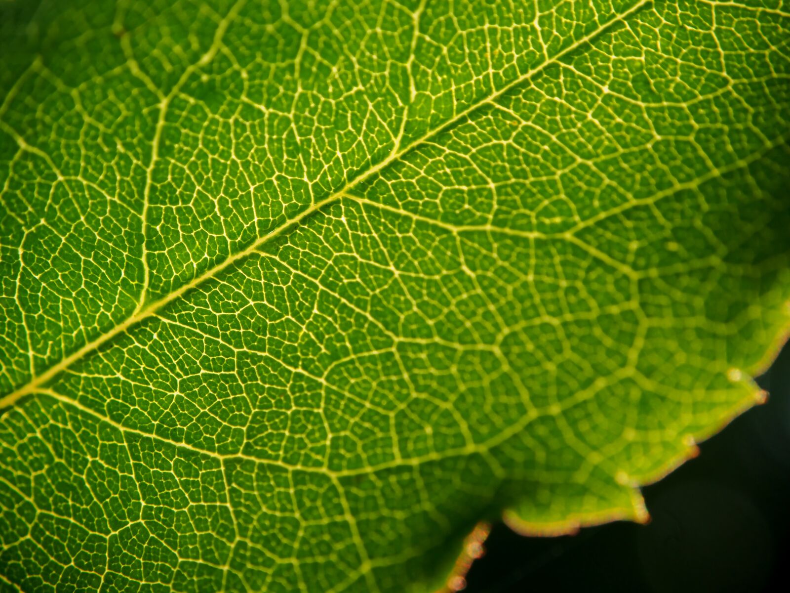 Olympus OM-D E-M10 sample photo. Leaf, green, green leaf photography