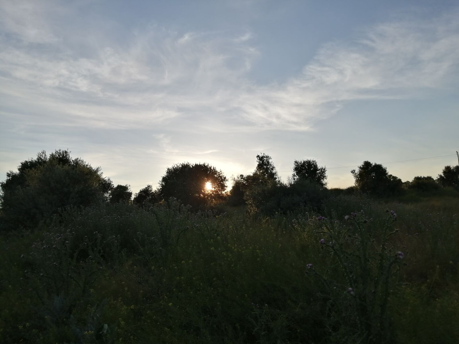 HUAWEI P SMART 2019 sample photo. Arboles, campo, cielo photography