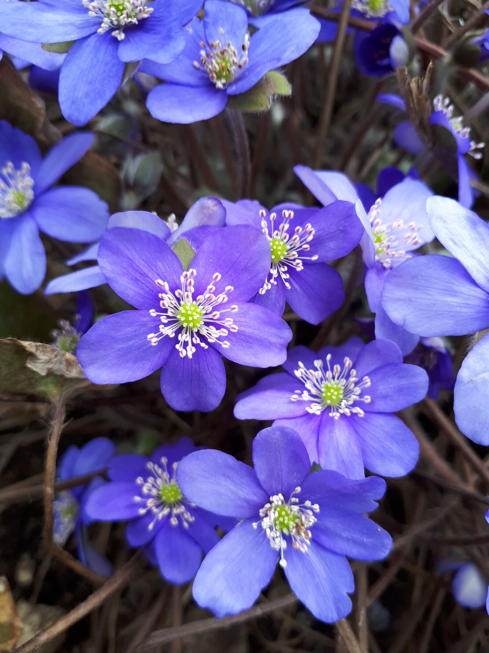 Samsung Galaxy A5(2017) sample photo. Macro, spring, flowers photography