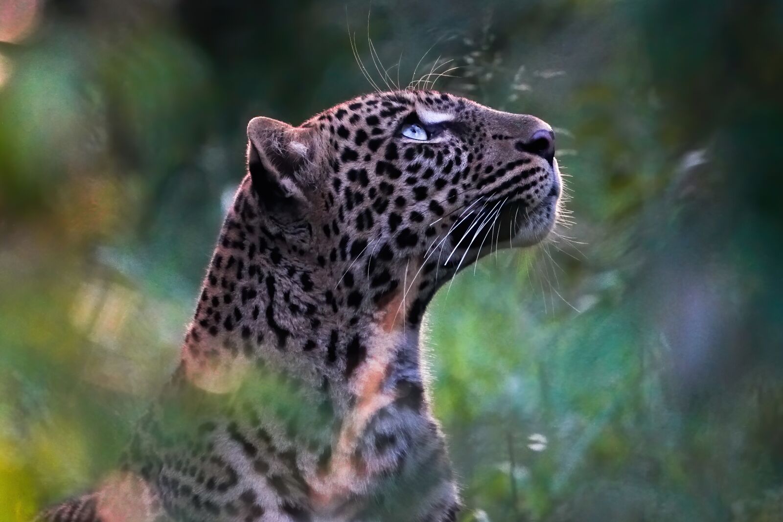 Sony FE 100-400mm F4.5-5.6 GM OSS sample photo. Leopard, wildlife, predator photography