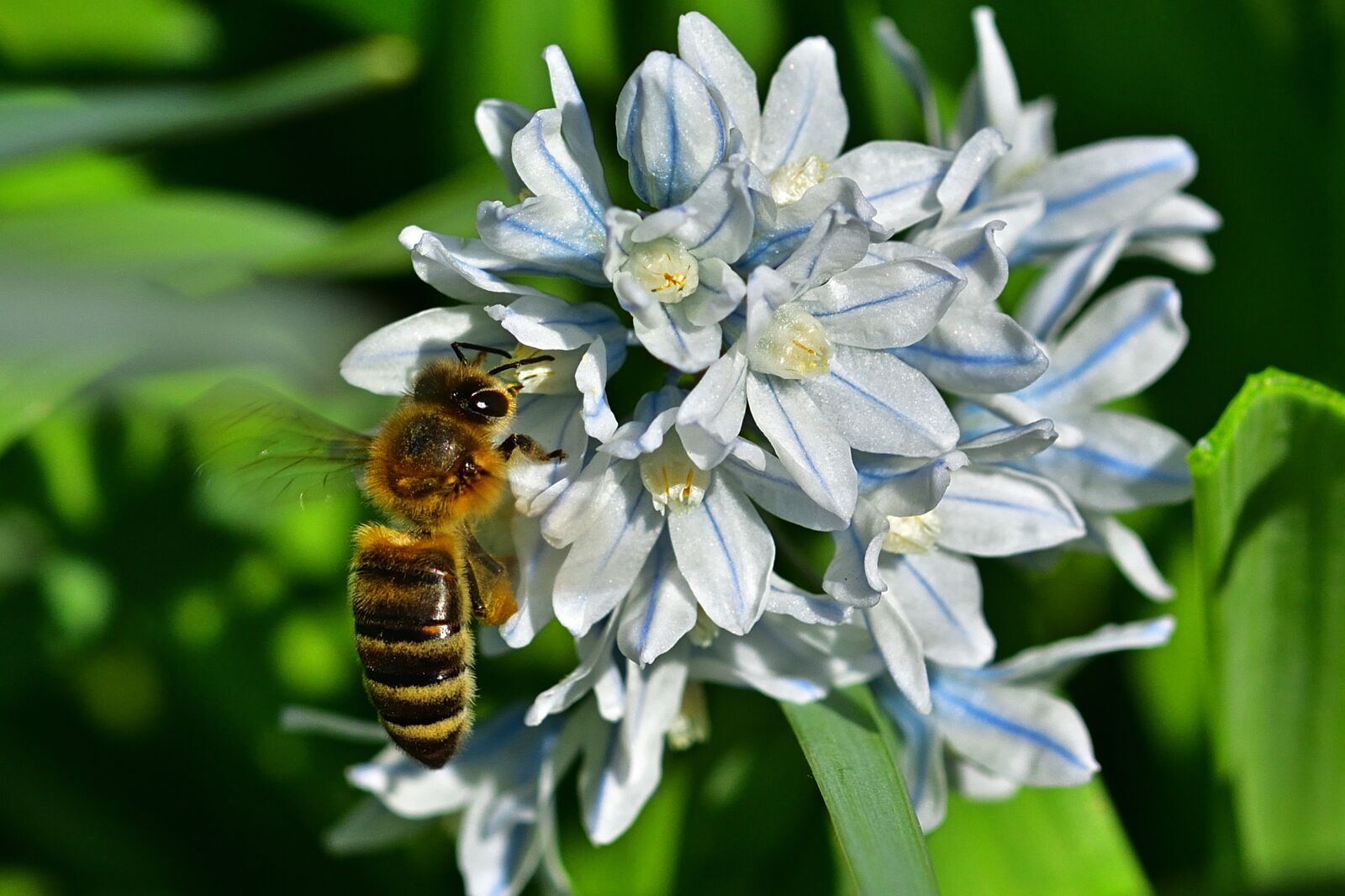 Nikon D5200 sample photo. Garden, bee, puschkinie photography