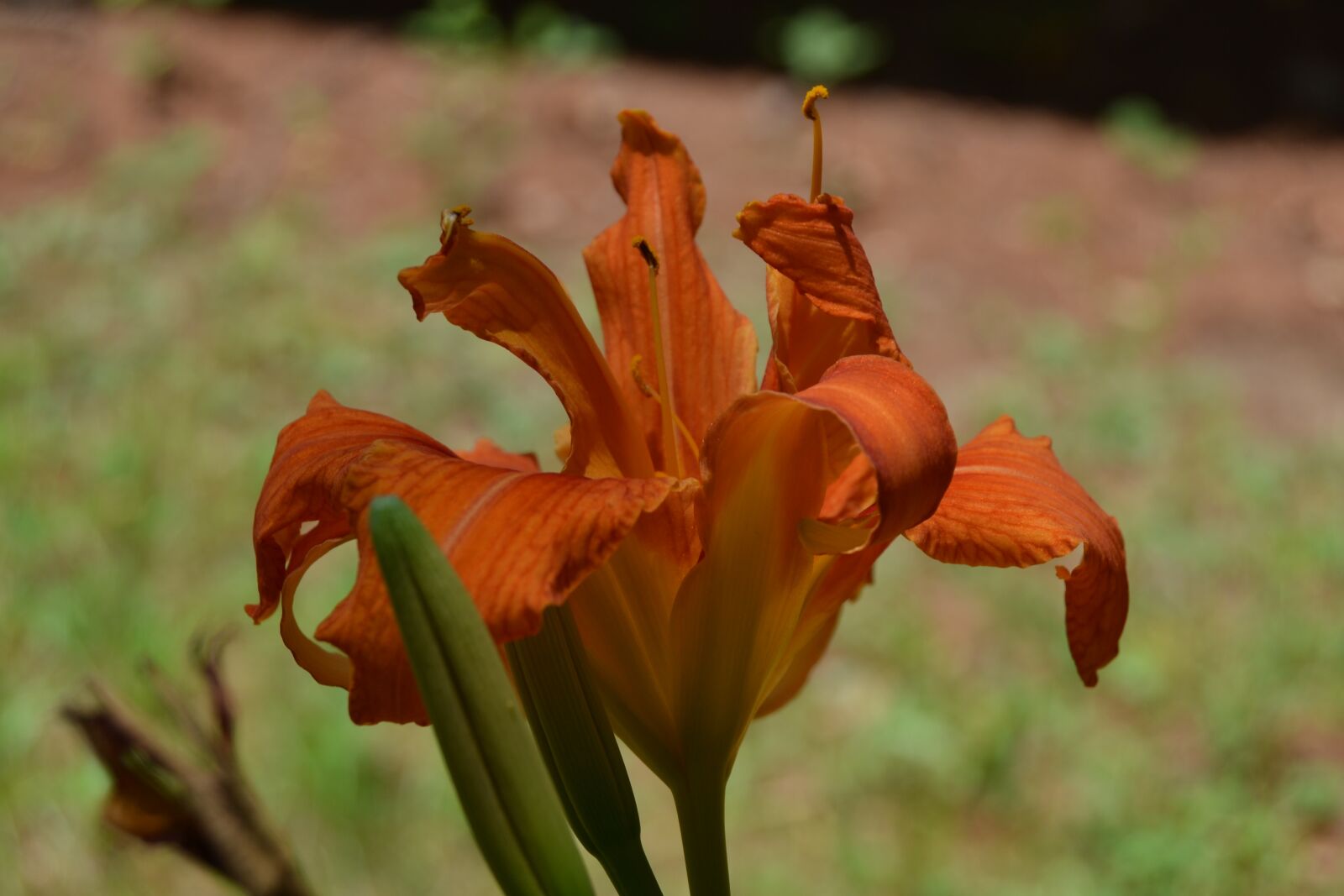 Nikon D3100 sample photo. Daylily, flower, orange photography