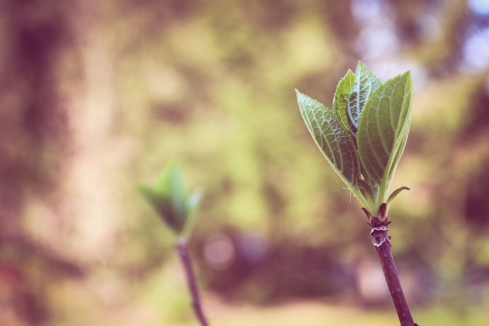 Canon EOS 650D (EOS Rebel T4i / EOS Kiss X6i) sample photo. Nature, leaf, flower photography