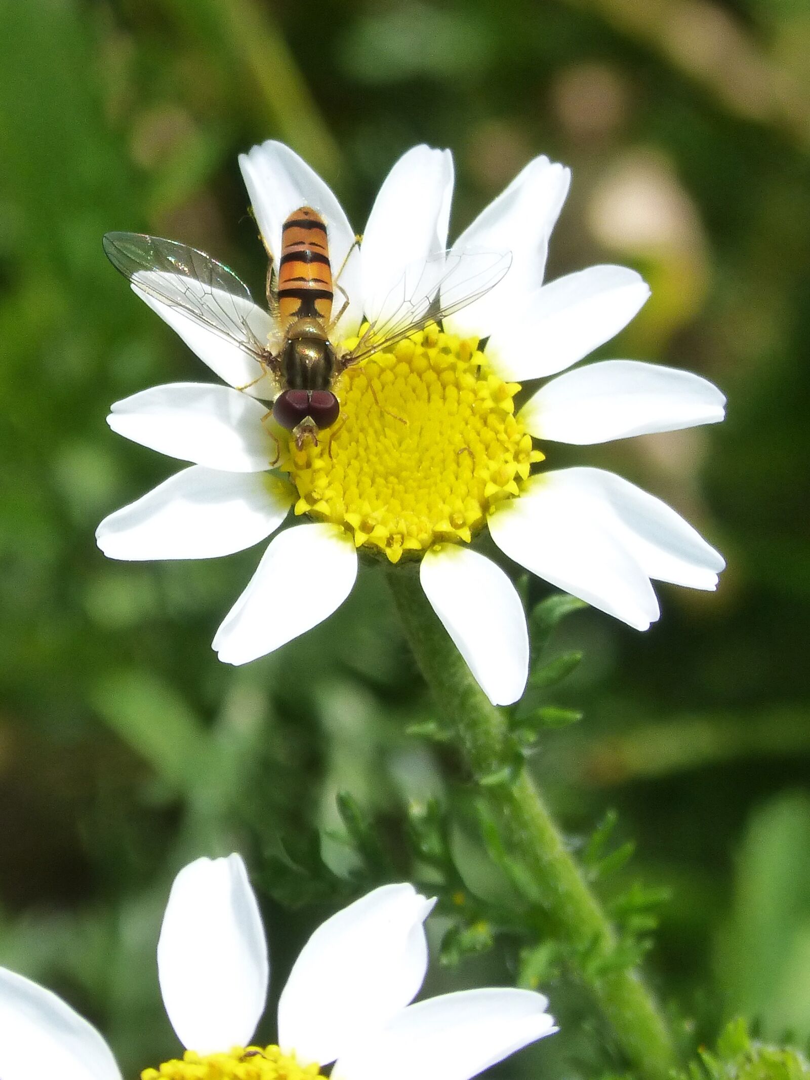 Panasonic DMC-FZ62 sample photo. Episyrphus balteatus, hoverfly, syrphidae photography