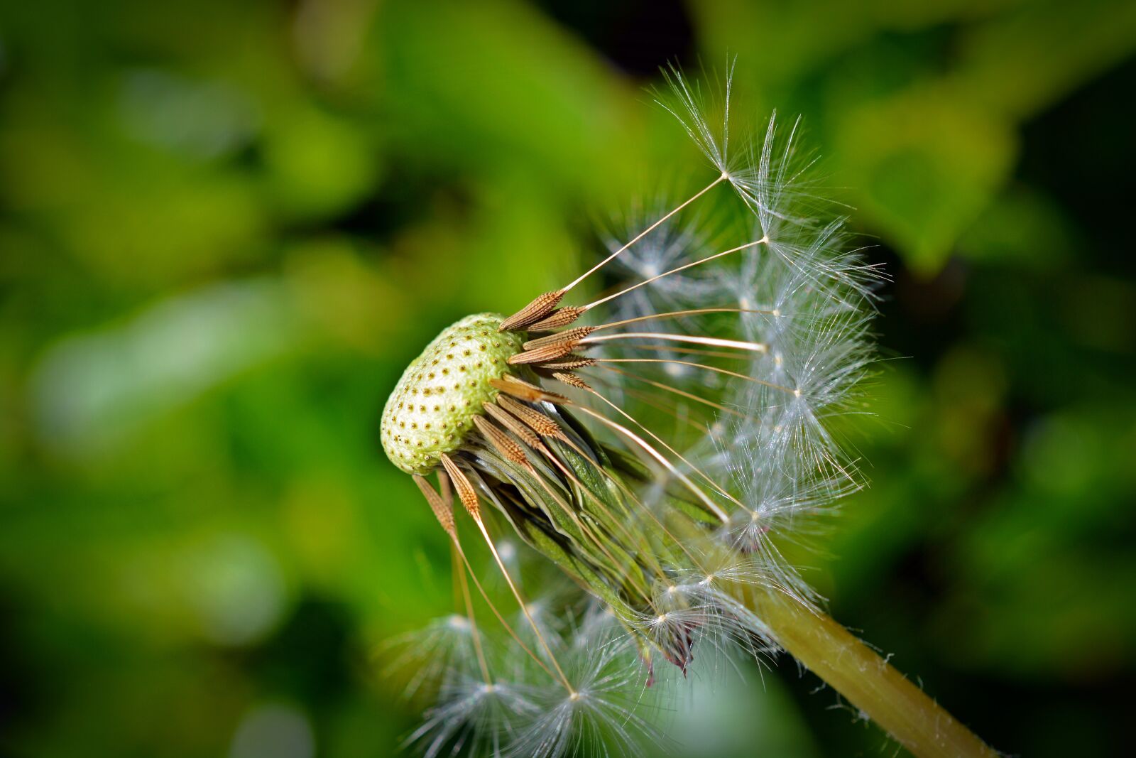 Nikon D5200 sample photo. Dandelion, seeds, close up photography