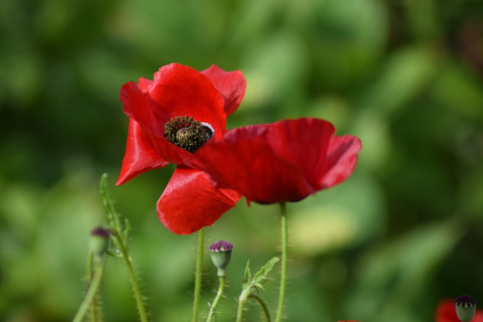 Nikon D3300 sample photo. Poppy, poppy flower, summer photography