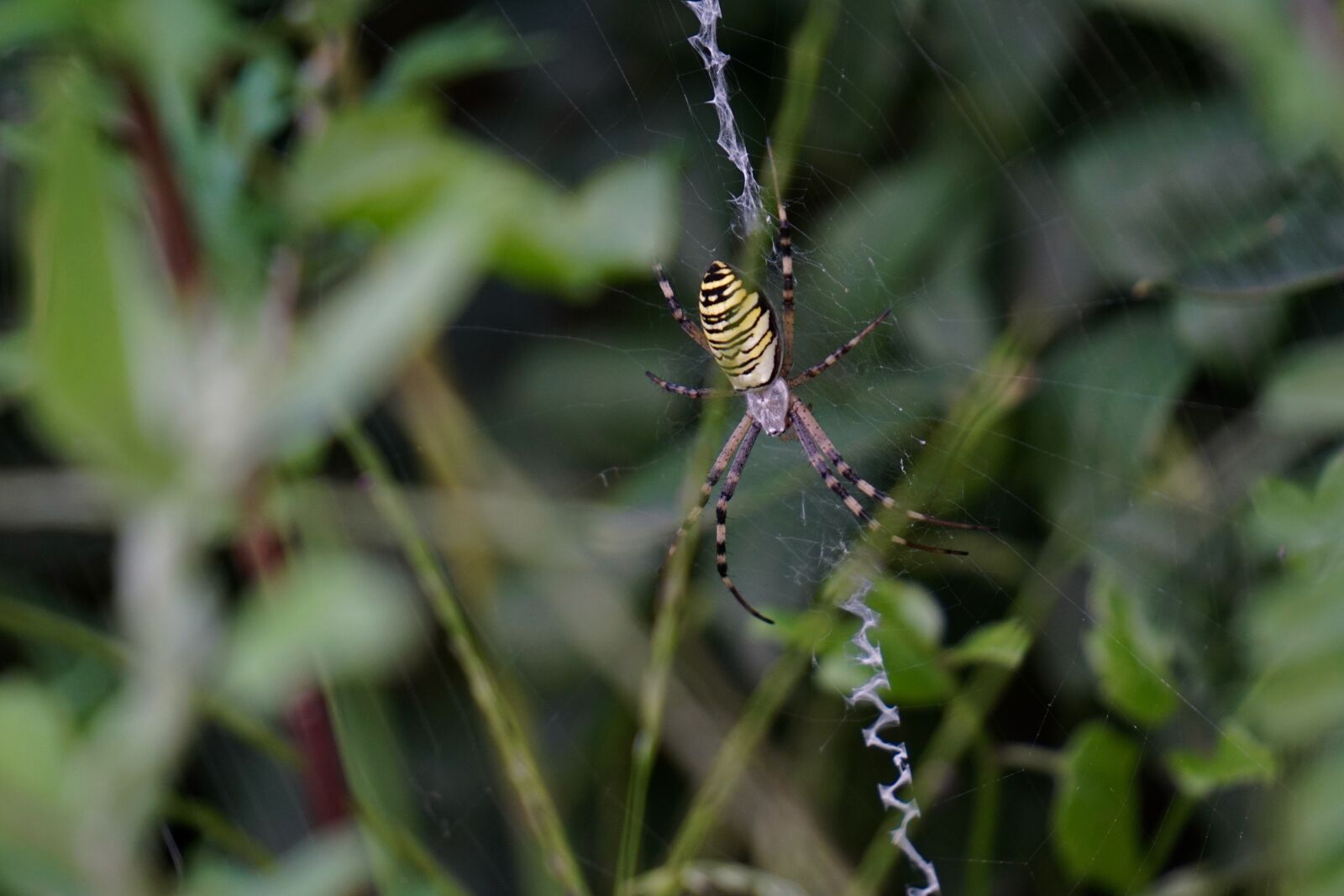 Sony E 55-210mm F4.5-6.3 OSS sample photo. Wasp spider, argiope bruennichi photography