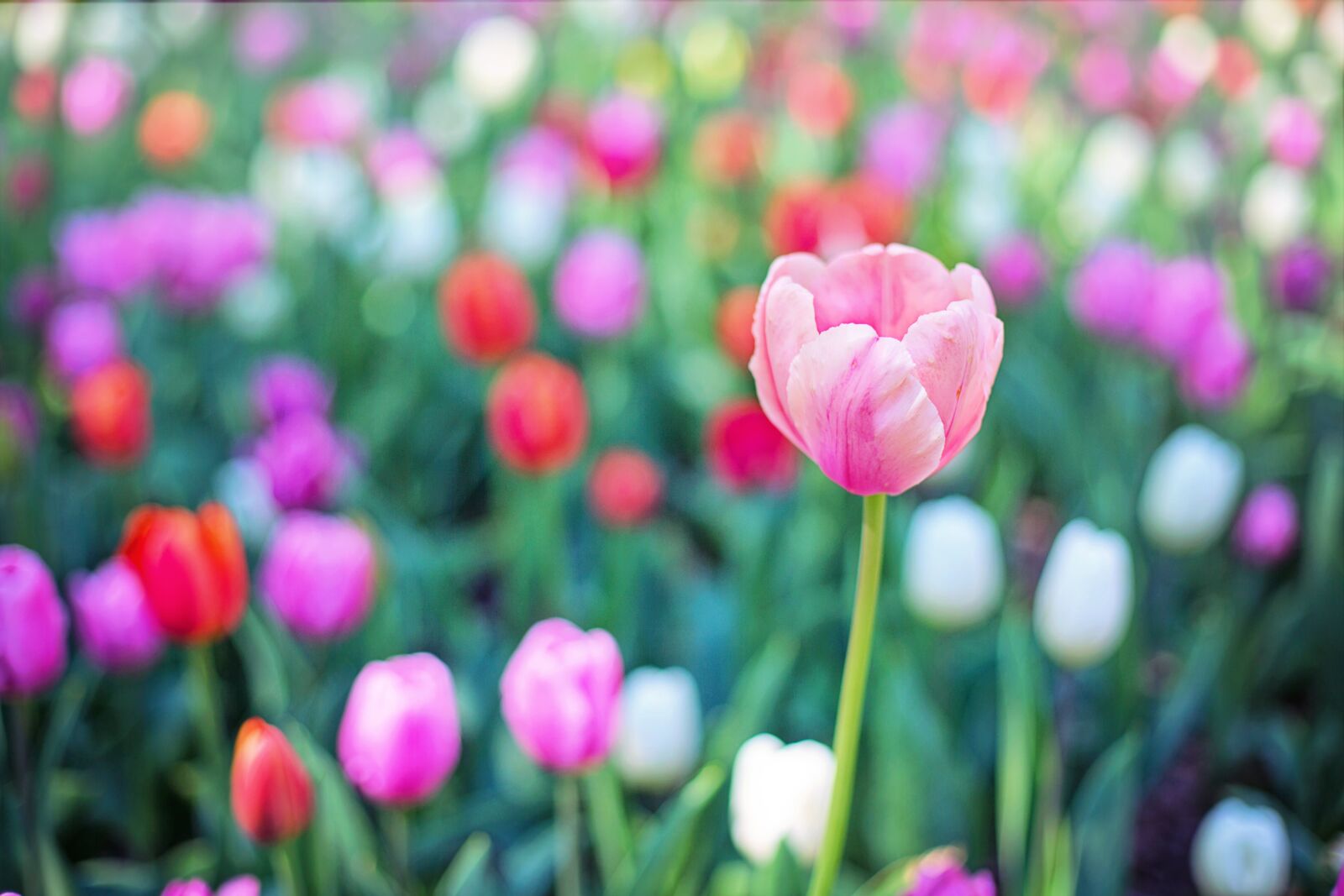 Canon EF 50mm F1.4 USM sample photo. Tulips, flowers, spring photography