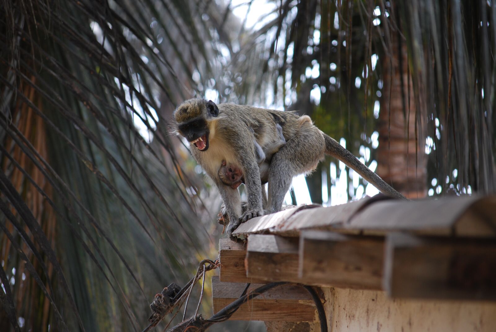 Nikon D60 sample photo. Ape, old world monkey photography