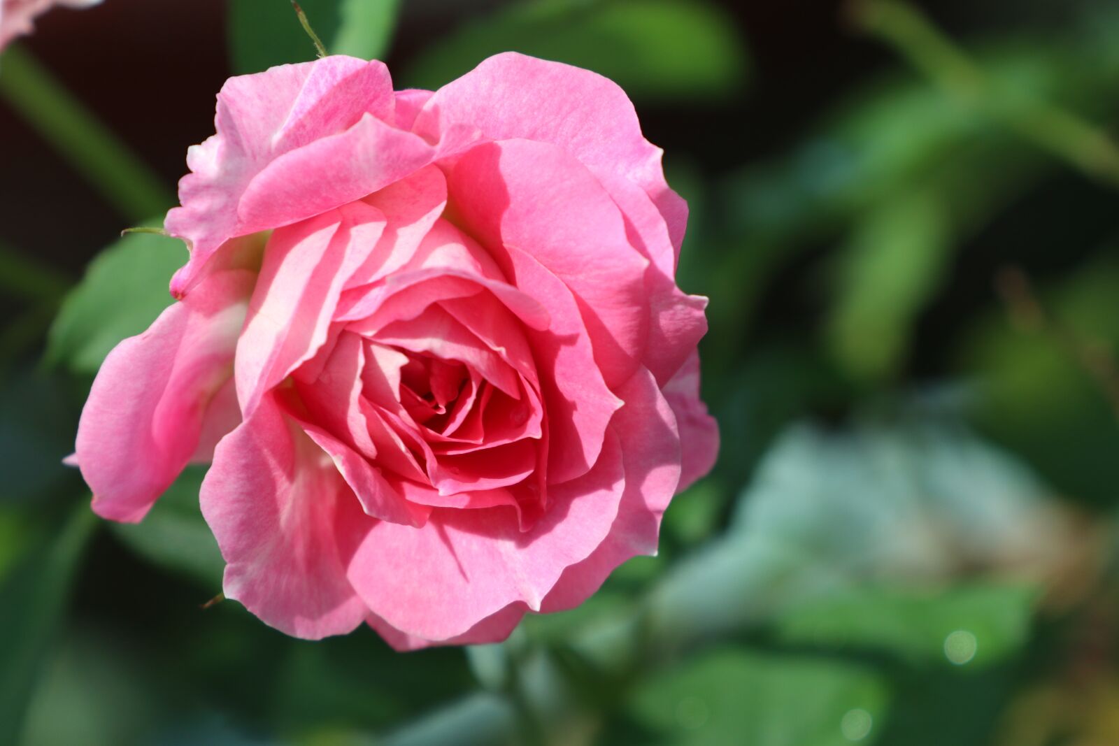 Canon EOS M6 sample photo. Pink rose, multi layers photography