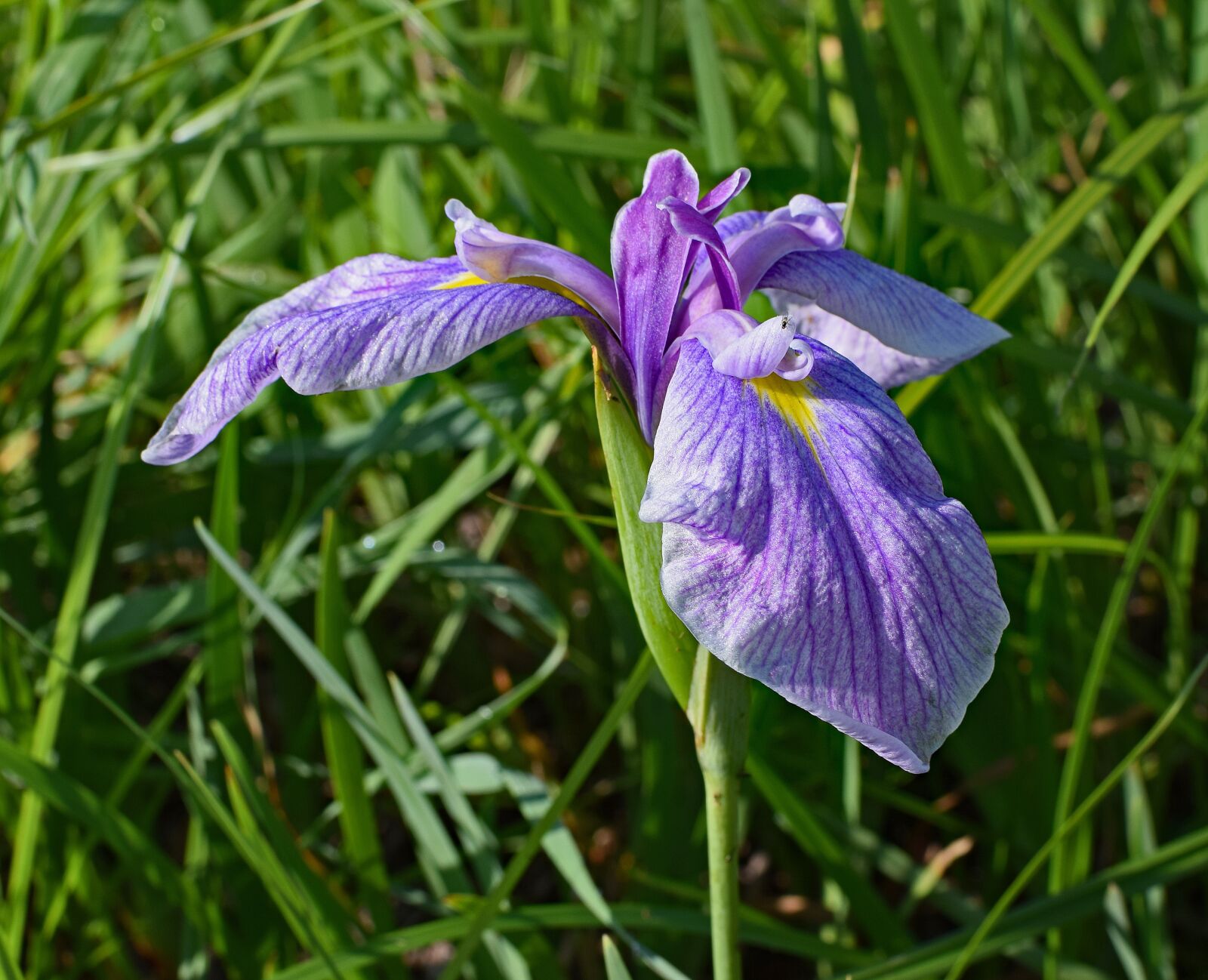 Nikon D3300 sample photo. Light purple iris, flower photography