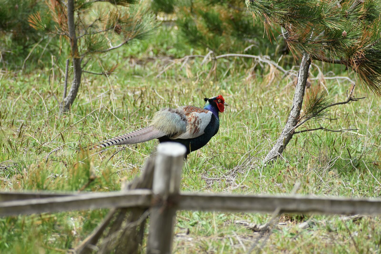 Nikon D7200 sample photo. Animal, forest, grass photography