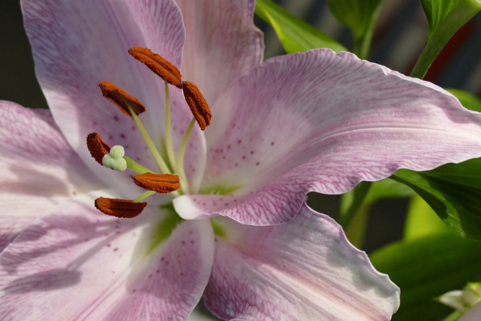Panasonic Lumix DMC-FZ1000 sample photo. Lily, flower, bloom photography