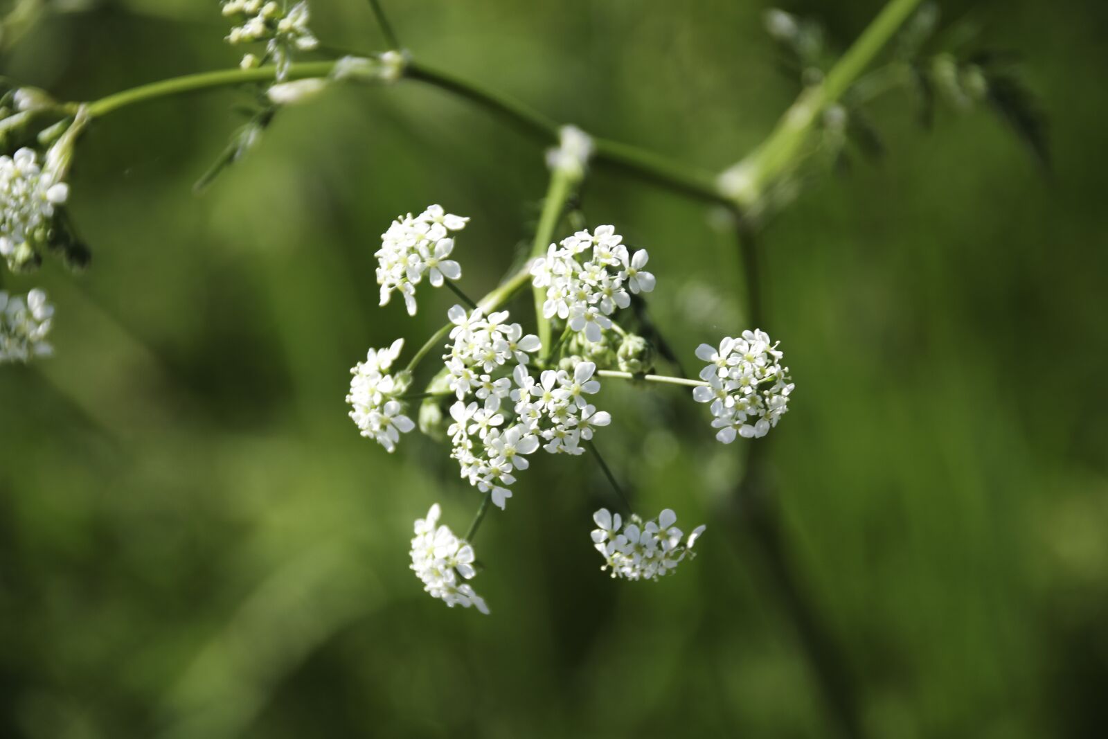 Canon EOS 750D (EOS Rebel T6i / EOS Kiss X8i) sample photo. Sommerblomst, hundkjeks, white photography