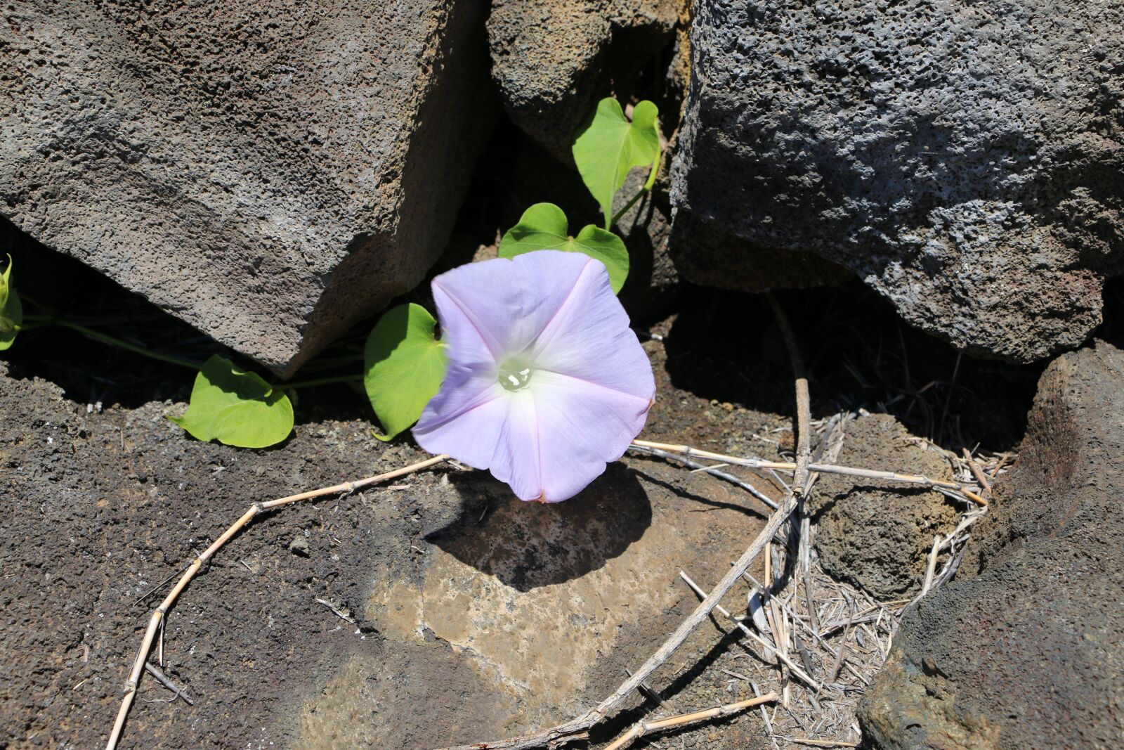 Canon EOS 70D sample photo. Flower, stone, leaf photography