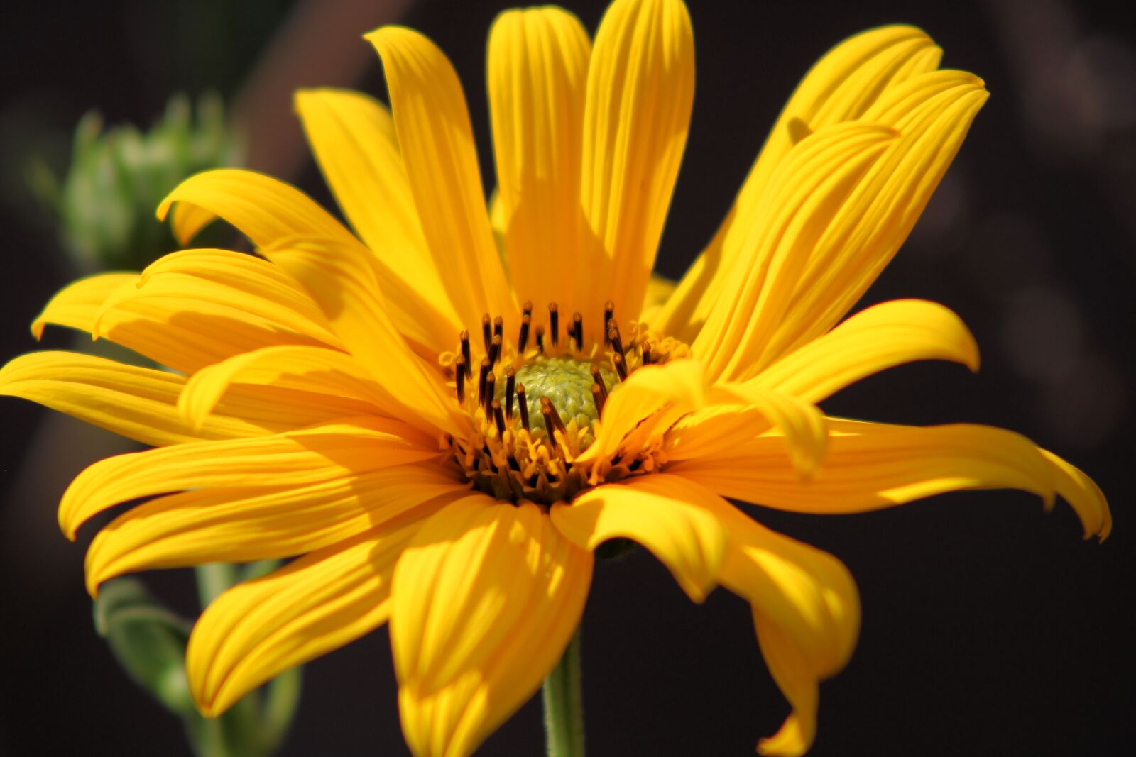Canon EOS 750D (EOS Rebel T6i / EOS Kiss X8i) sample photo. Flower, blossom, bloom photography