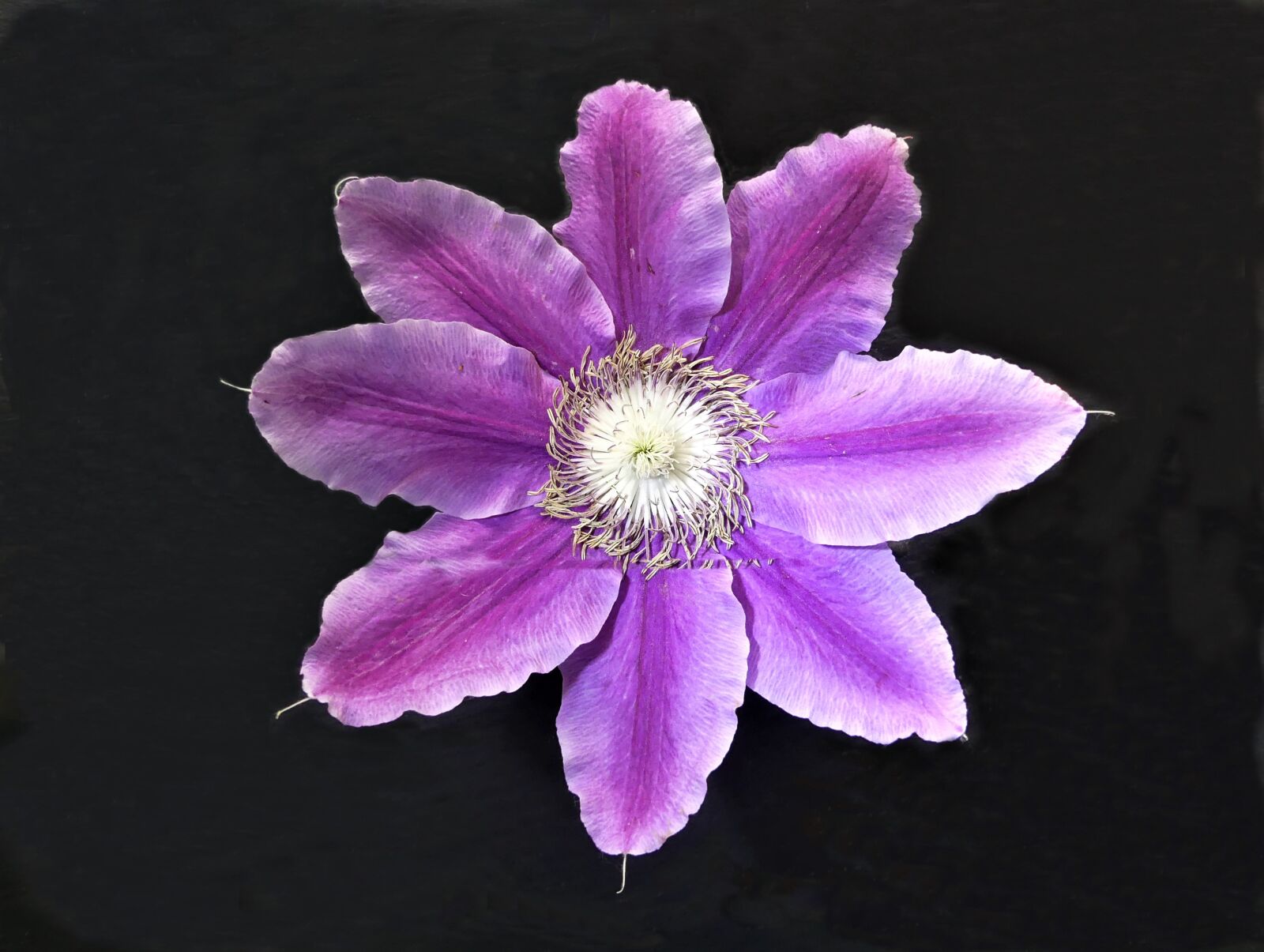 Panasonic Lumix DMC-FZ300 sample photo. Blossom, bloom, clematis photography