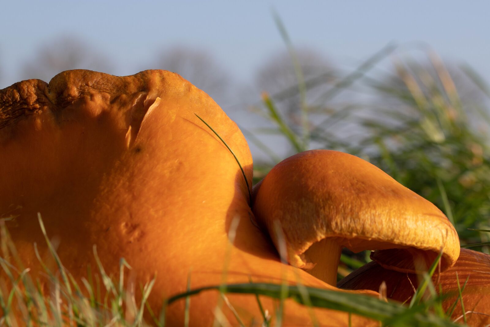 Canon EOS 6D Mark II sample photo. Mushrooms, large, copper kind photography