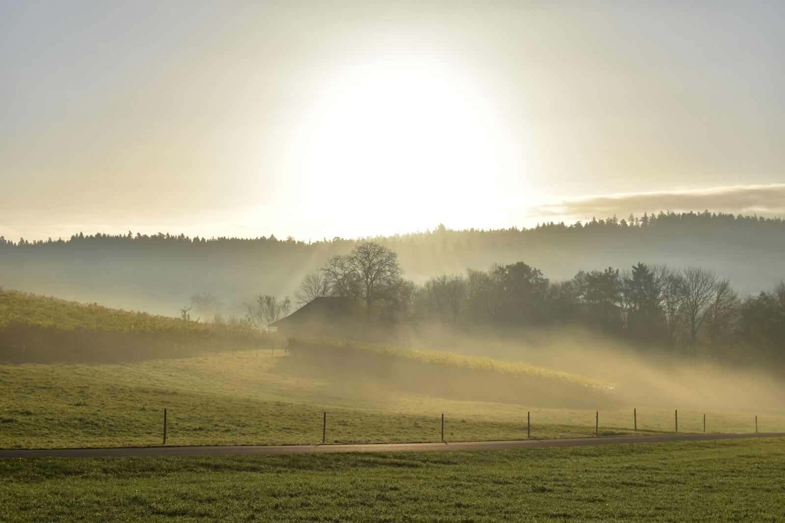 Nikon D5500 sample photo. Landscape, fog, morning sun photography