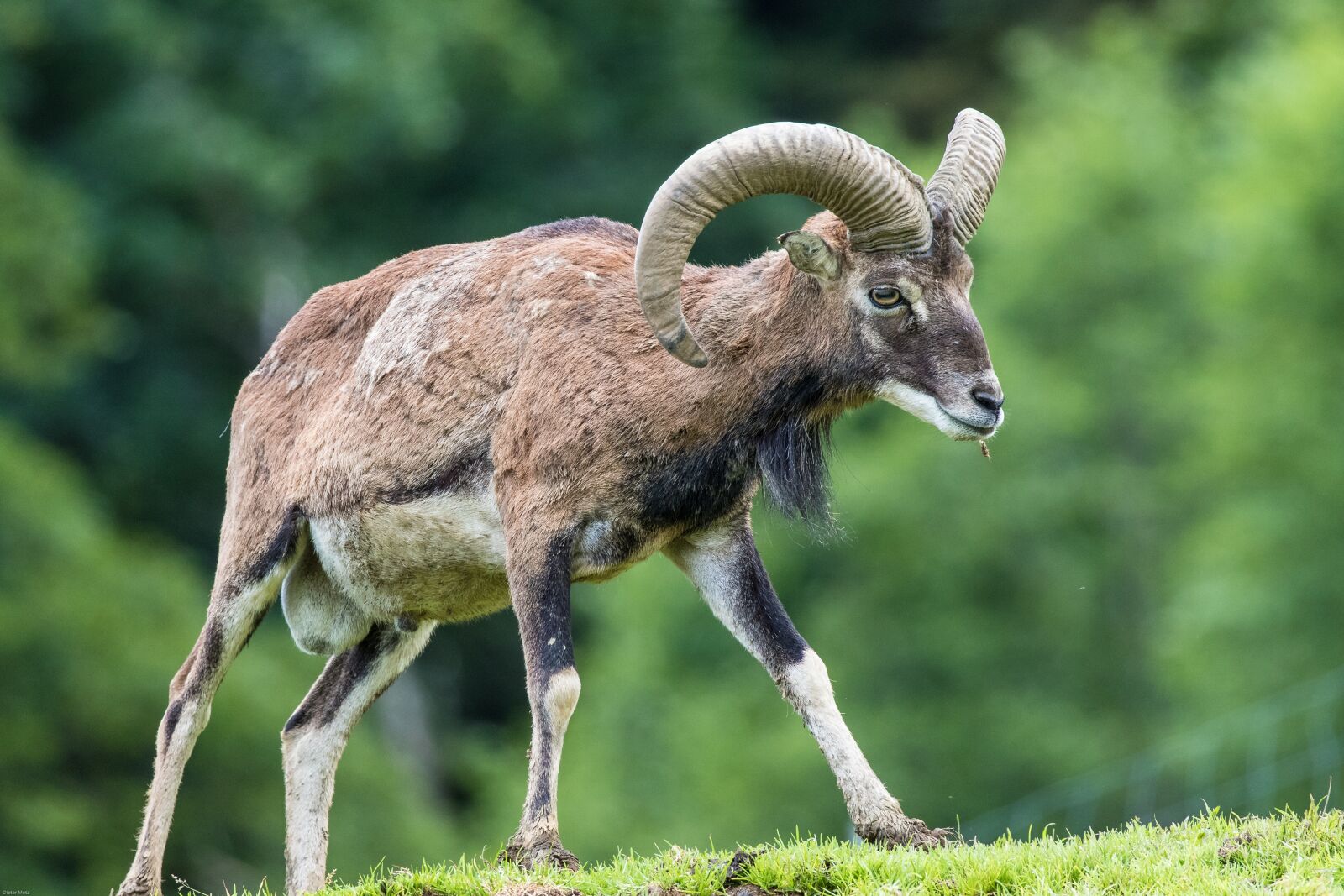 Canon EOS 7D Mark II sample photo. Capricorn, animal, alpine photography