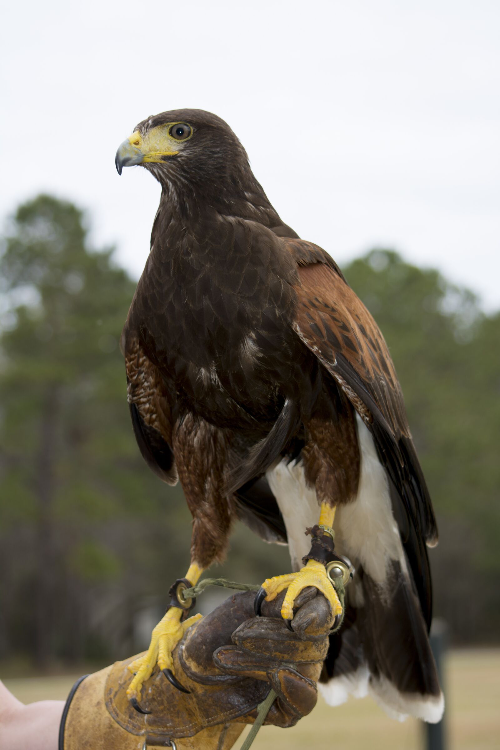 Nikon D7100 sample photo. Hawk, harris's hawk, raptor photography