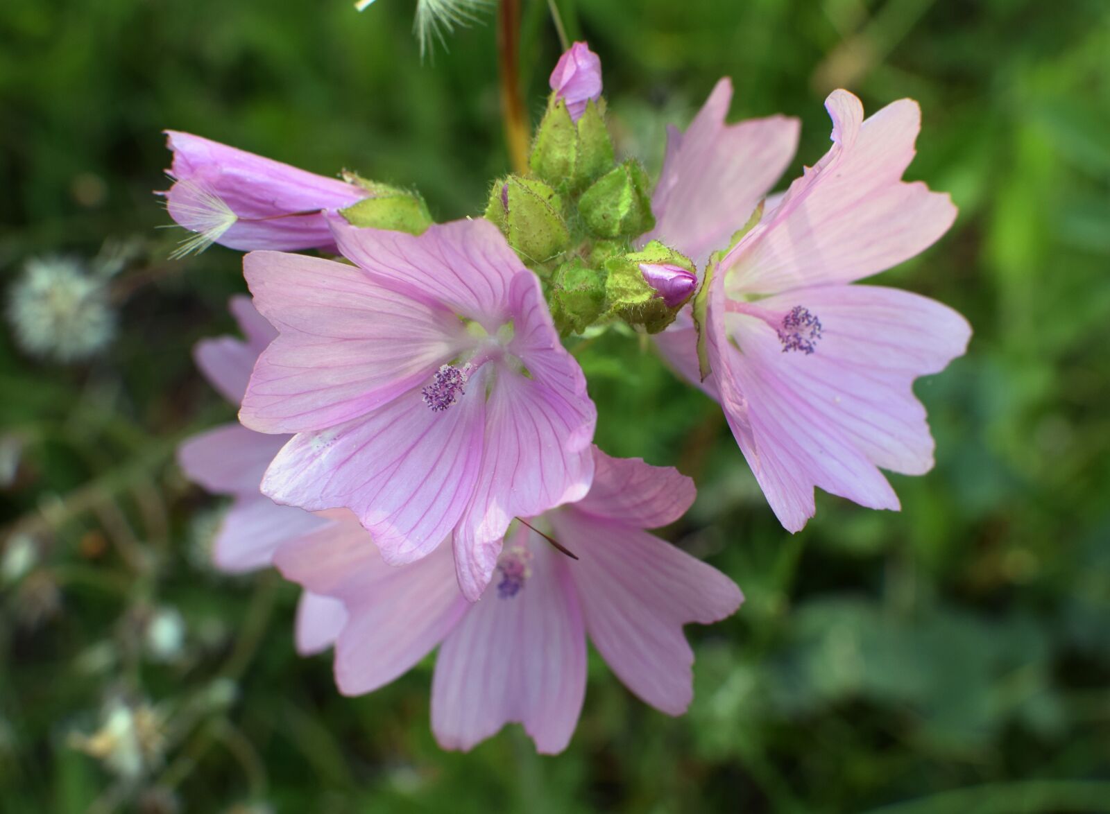 Nikon D5300 sample photo. Pink, malva, flowers photography