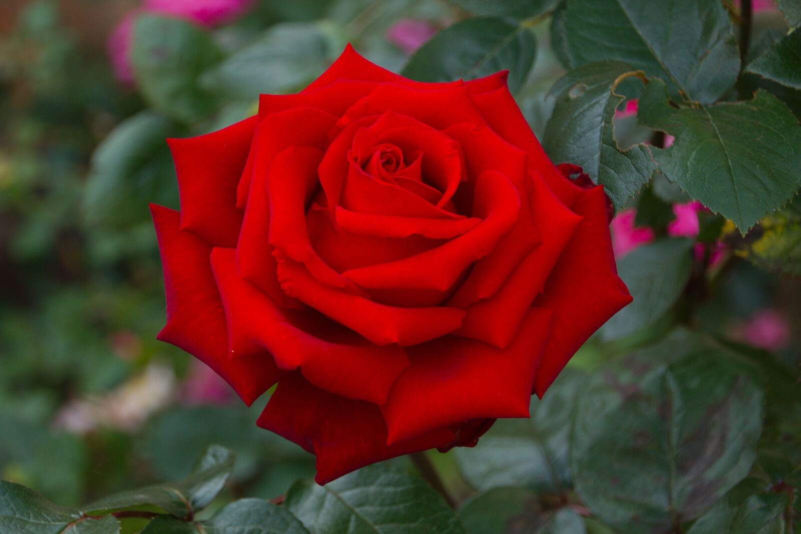 Canon EOS 60D sample photo. Rose, flower, rose blooms photography