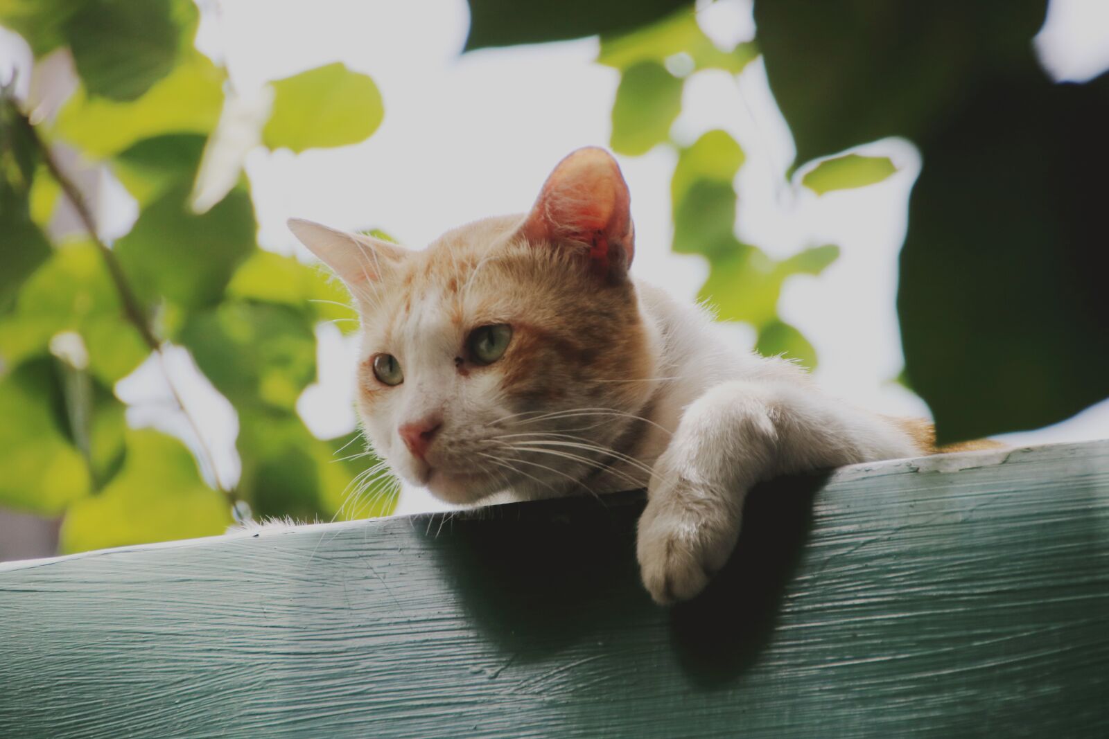 Canon EOS 750D (EOS Rebel T6i / EOS Kiss X8i) sample photo. Cat, roof, cute photography