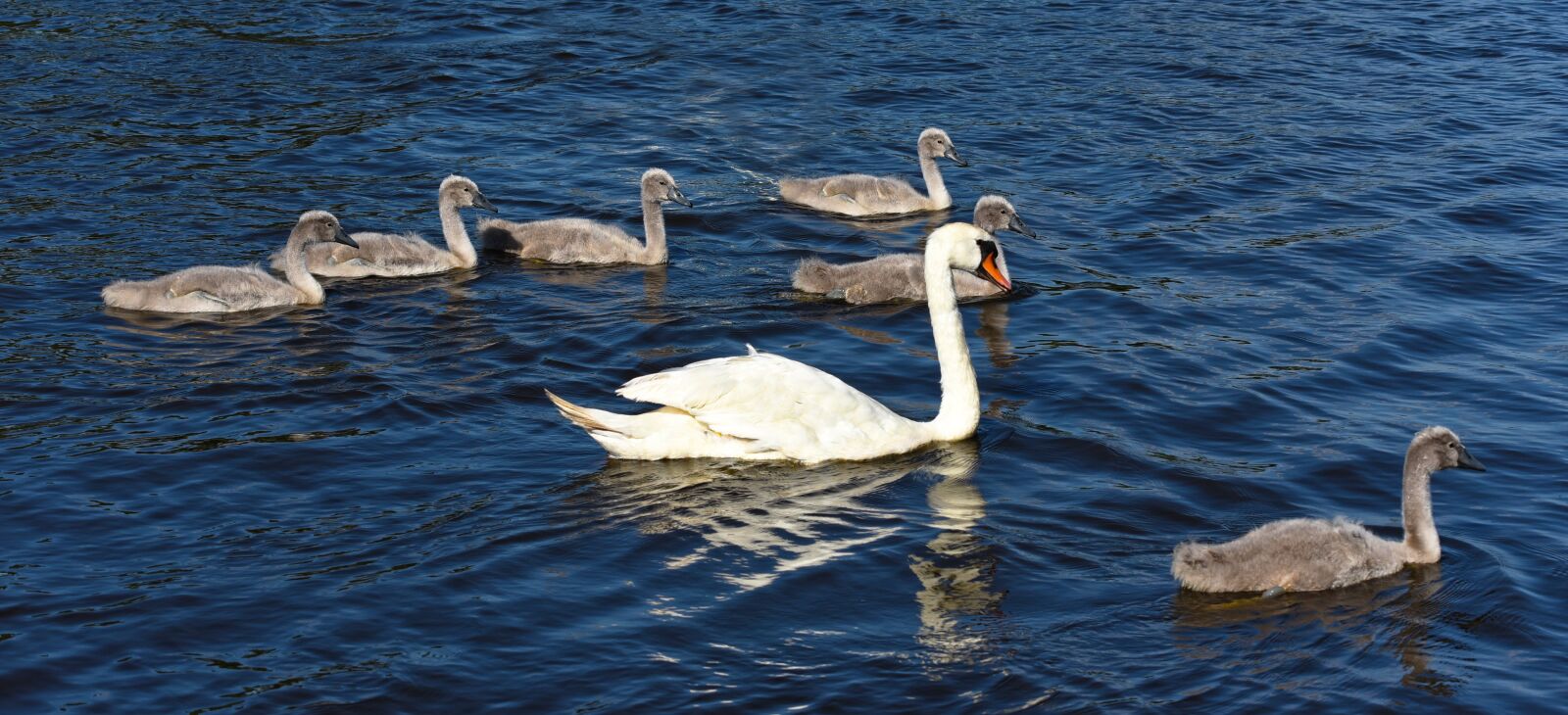 Nikon D750 sample photo. Cygnet, swan, waterbird photography