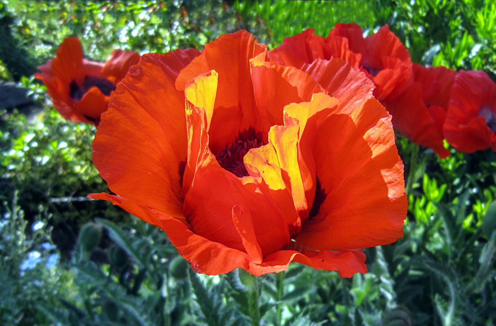 Canon PowerShot SD3500 IS (IXUS 210 / IXY 10S) sample photo. Poppy, poppy flower, red photography