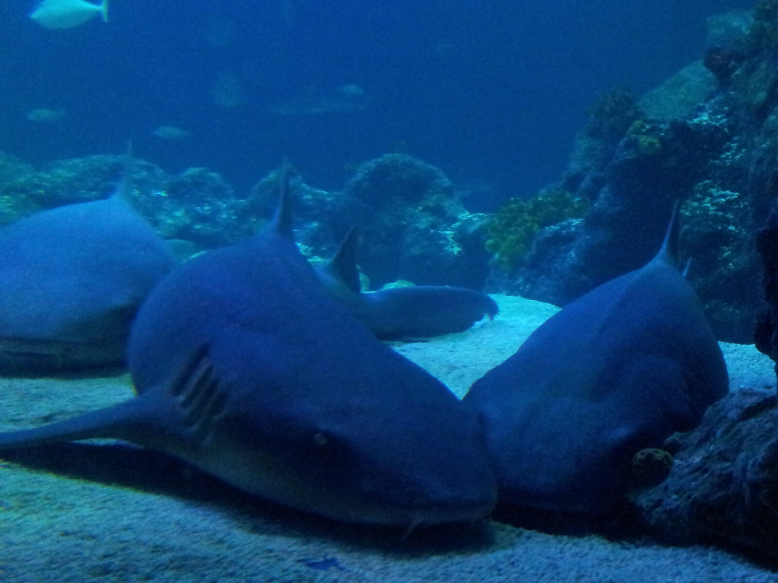 Samsung Galaxy S2 sample photo. Shark, sharks photography