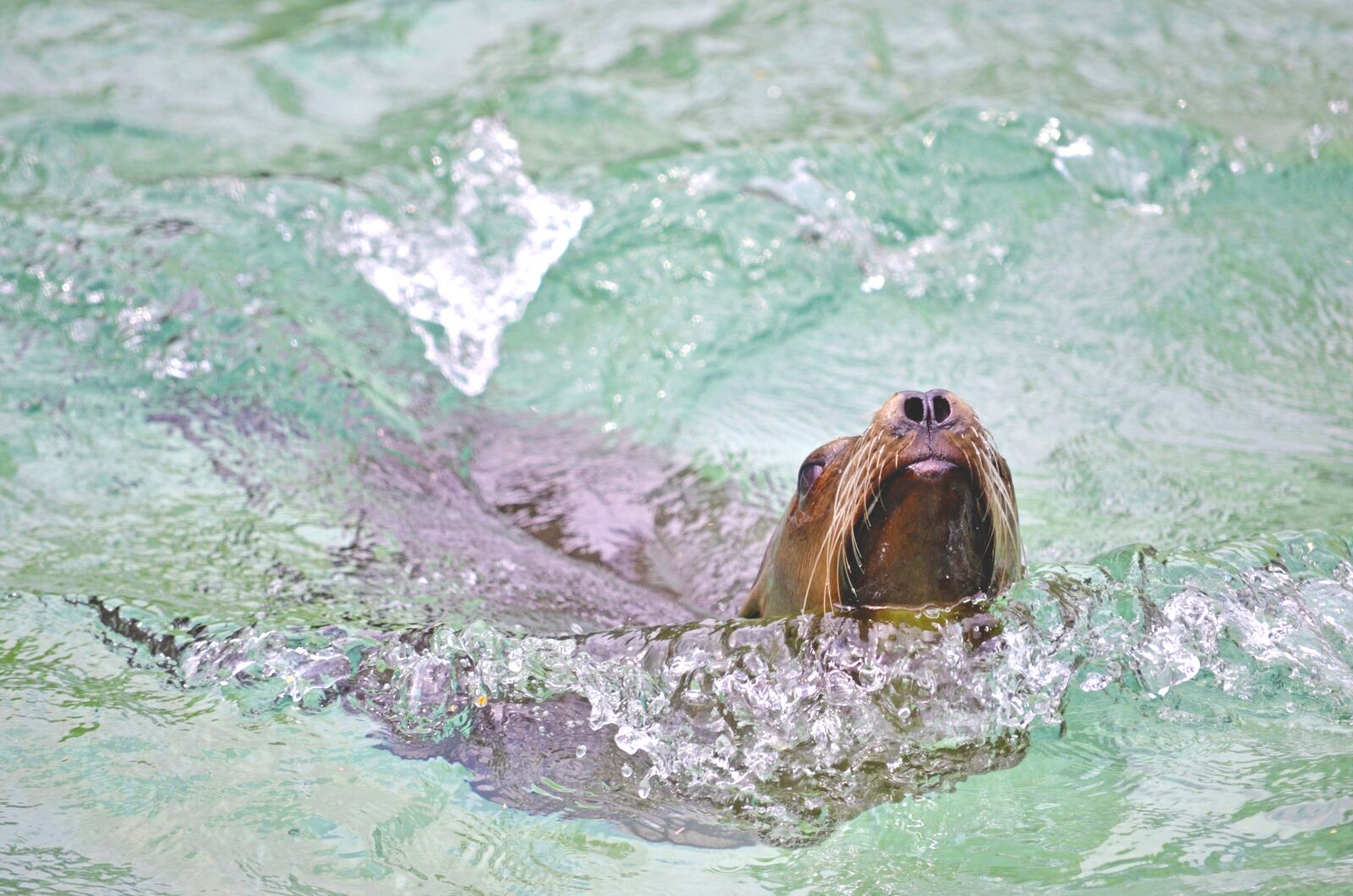 Nikon D5100 sample photo. Sea lion, water, swim photography
