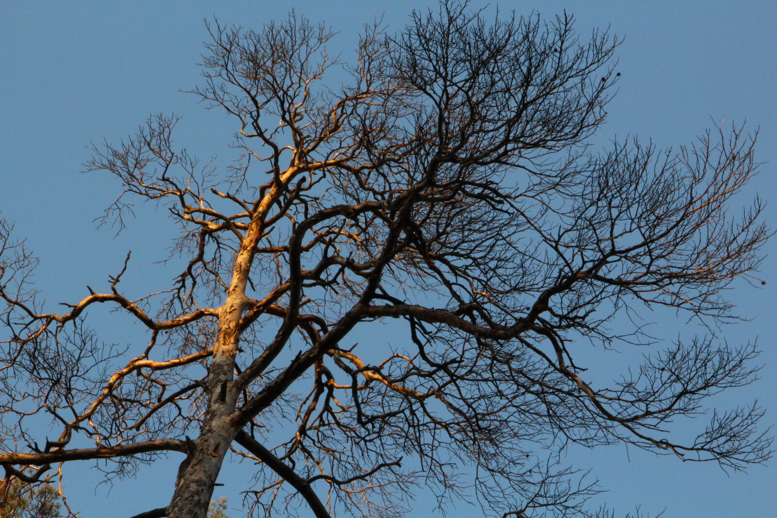Canon EOS 700D (EOS Rebel T5i / EOS Kiss X7i) sample photo. Branches, evening, krone, nature photography
