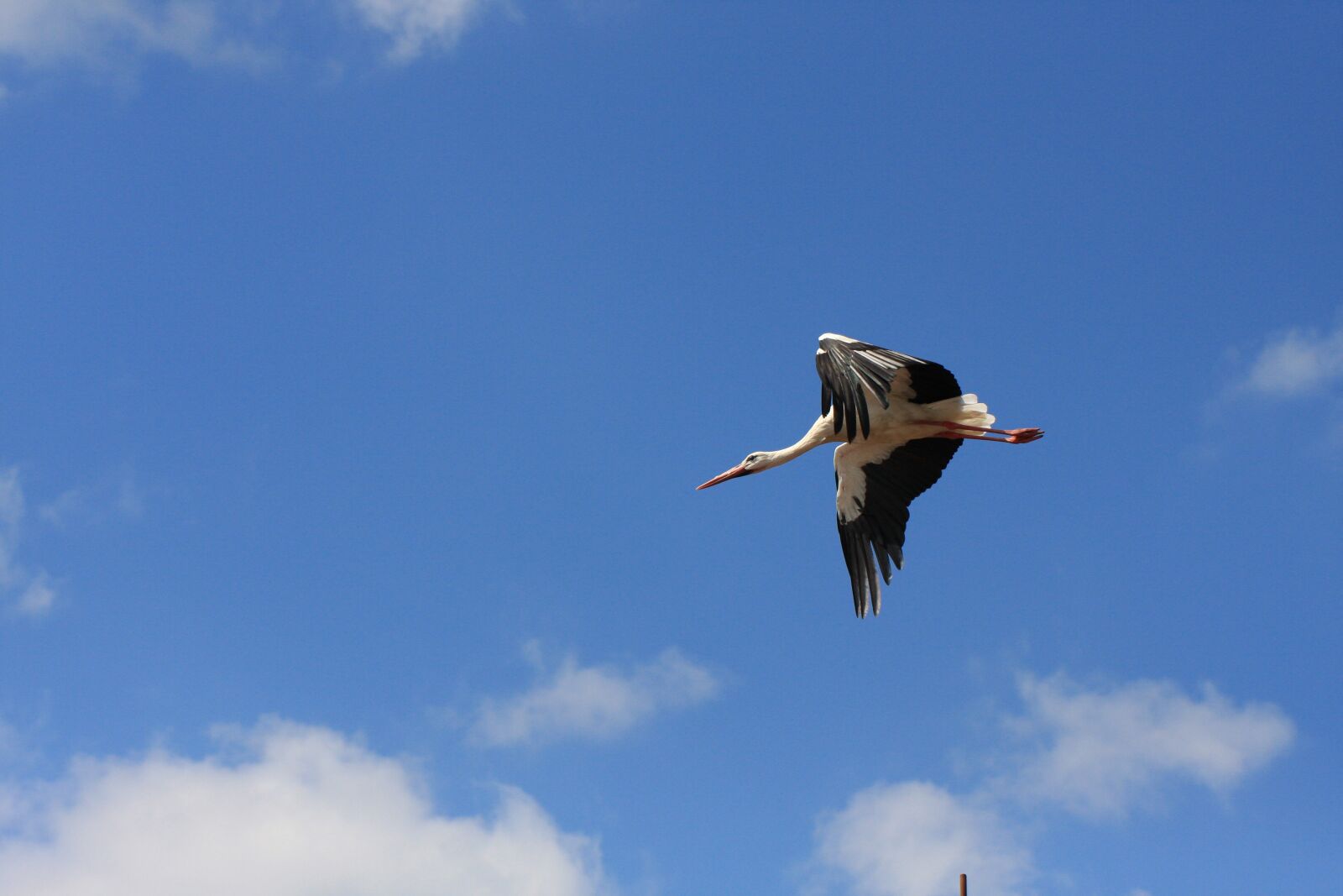 Canon EOS 40D sample photo. Bird, nature, flight photography