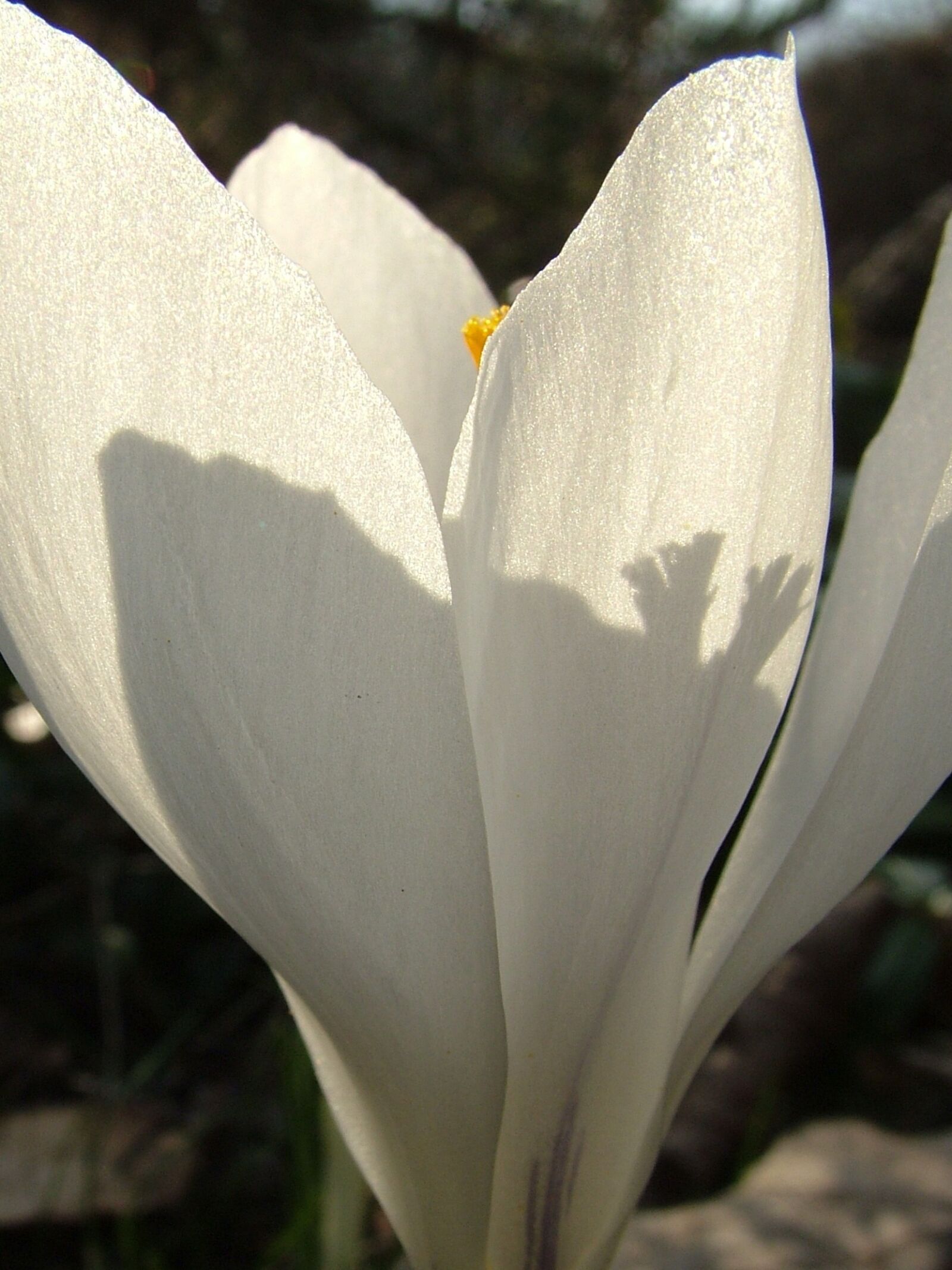 Fujifilm FinePix S7000 sample photo. Spring, crocus, white photography