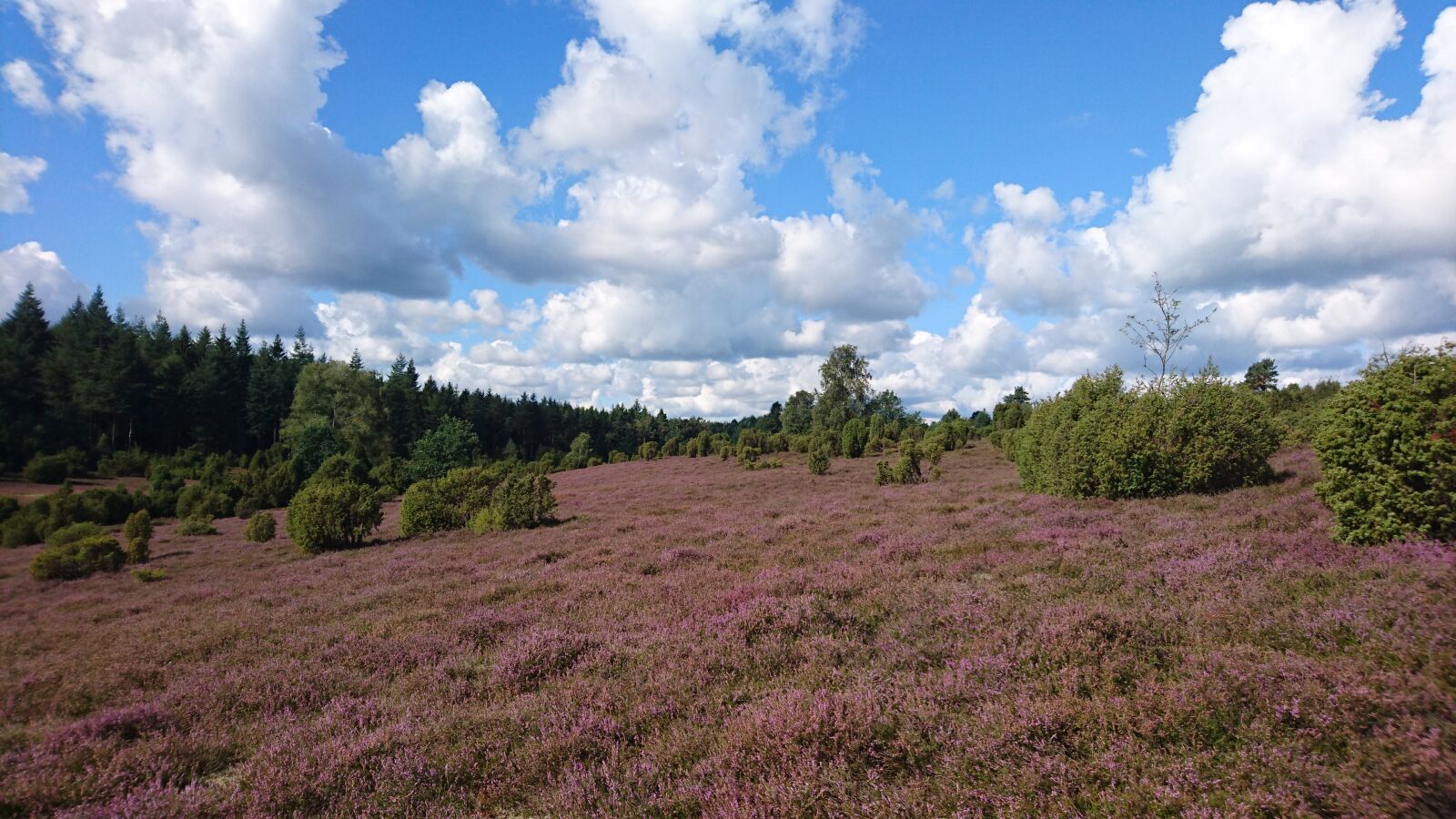 Sony Xperia Z5 sample photo. Heide, summer, flowers photography