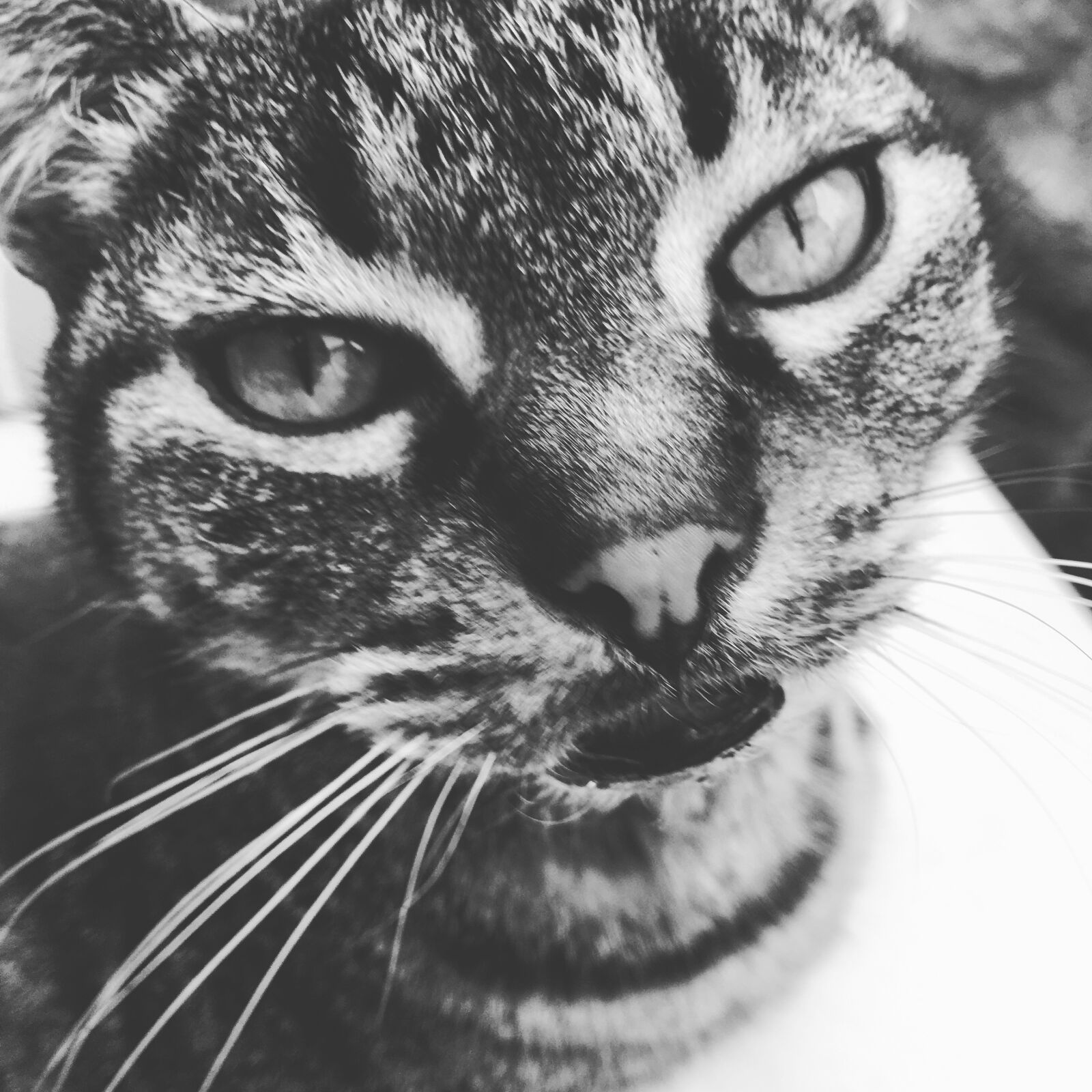 Apple iPhone 6s sample photo. Chat, animal, black and photography