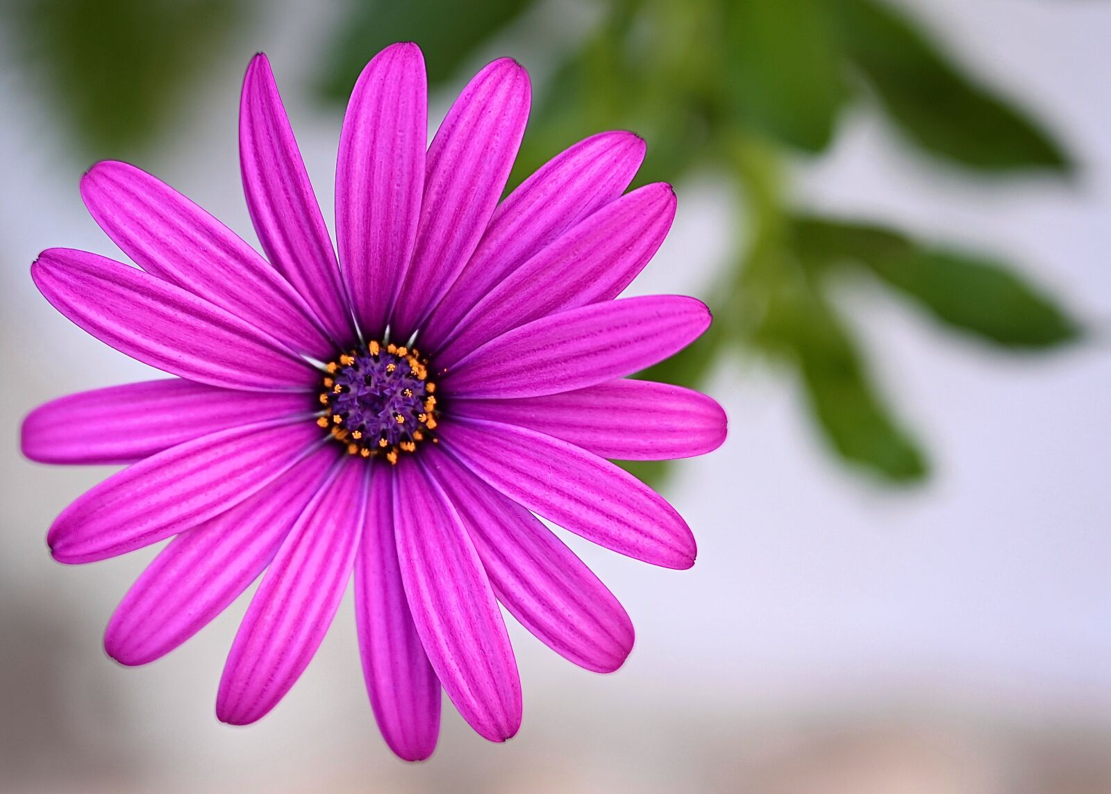 Nikon Nikkor Z 24-70mm F2.8 S sample photo. Marguerite, flower, blossom photography