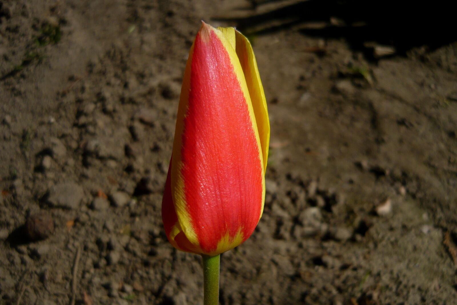 Panasonic Lumix DMC-LS80 sample photo. Tulip 'giuseppe verdi, tulip photography