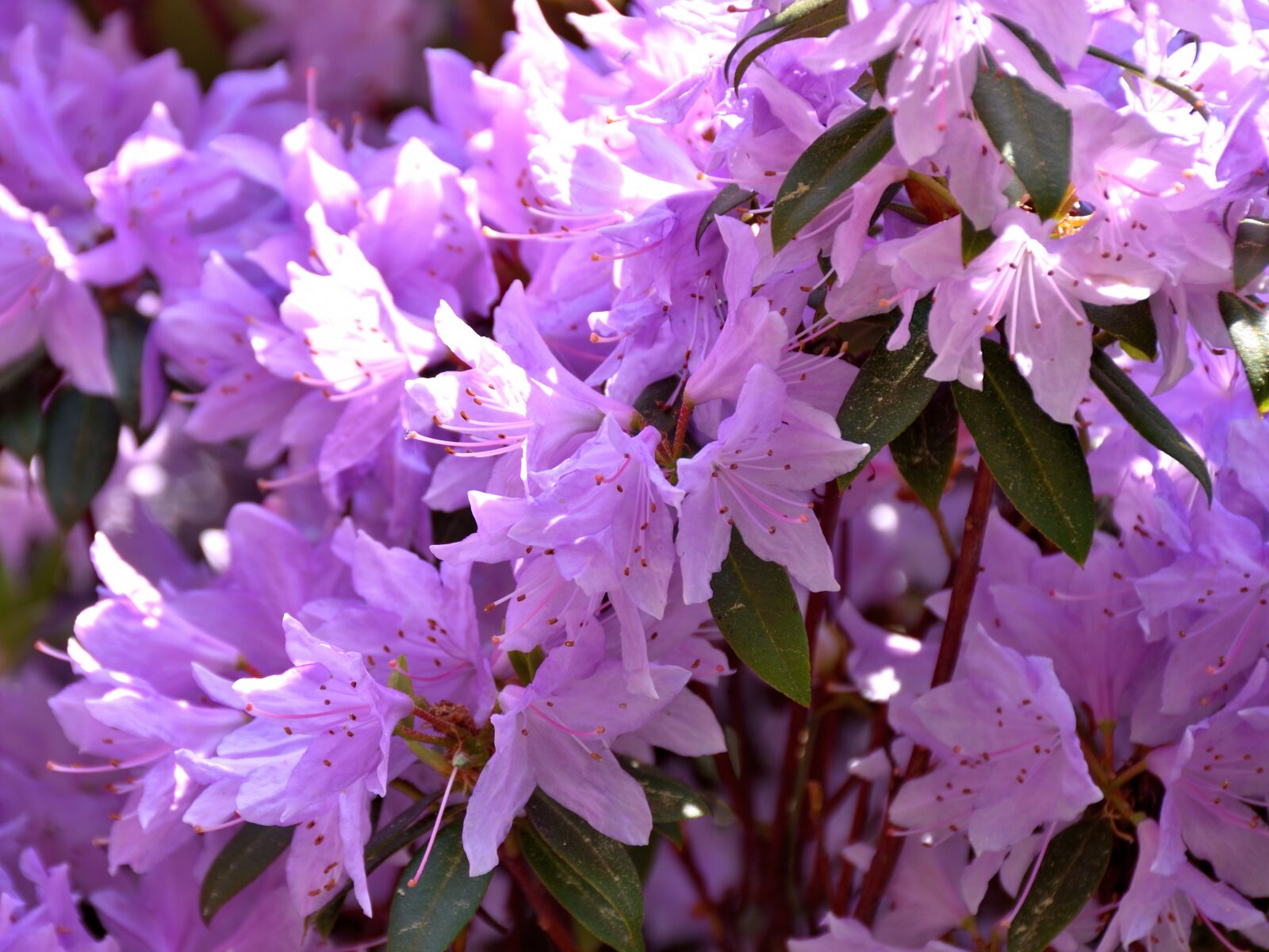 Nikon D5500 sample photo. Rhododendron, blossom, bloom photography